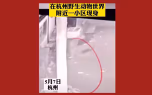 杭州野生动物世界发生金钱豹外逃事件，已捕获追回一只