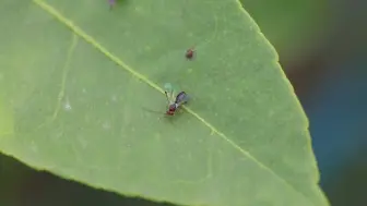 “虫虫欲动”的季节来了！别怕！我们以虫治虫！