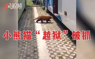“越狱”失败！小熊猫溜上大巴车被捉回