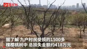 1500多棵樱桃疑死于污染，大连9村民奔走三年索赔400多万