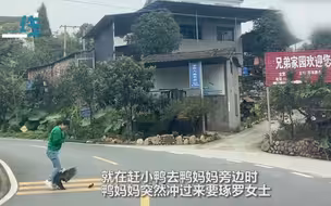 母爱都一样！女子帮小鸭子过马路被鸭妈妈攻击