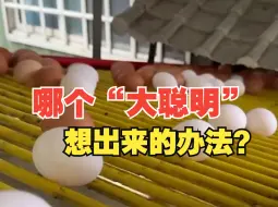 岛内鸡蛋过剩，台养鸡协会竟提议在校园推动“班班吃鸡蛋”