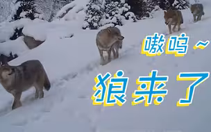 狼出没！新疆红外线相机实拍