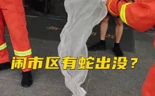 闹市区有蛇出没？抓获后发现是个“蛇宝宝”