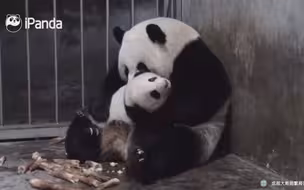 日常沉迷于吸娃的妈