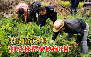 村民自家菜地种56株罂粟被拘3日