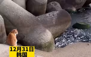 橘猫看着海岸大量的鱼发呆，猫：吃不完，根本吃不完，烦都烦死了