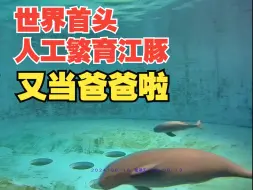 世界首头人工繁育长江江豚又当“爸爸”