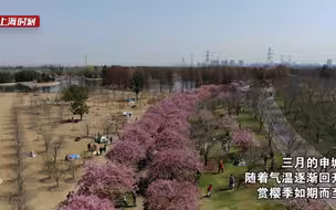 粉色海洋！航拍千米河津樱大道，看申城这一片早春的浪漫