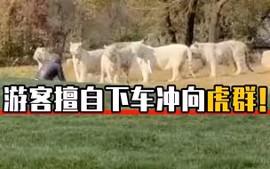 不要命了？北京野生动物园有游客擅自下车冲向虎群！
