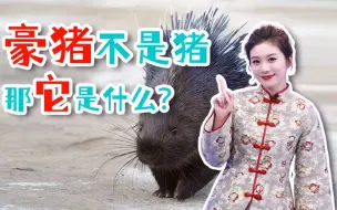 魔都街头惊现豪猪？豪猪属不属猪？