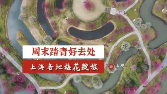 周末踏青好去处！上海各地梅花绽放