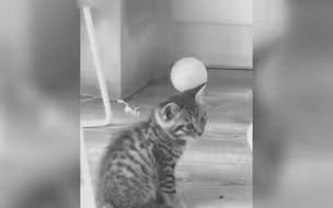 小猫咪：我真的很想很想和你交朋友