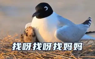夕阳下最美的重逢