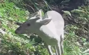 快来看！罕见“瑞兽”现身