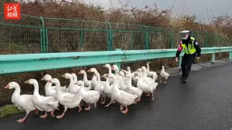 鹅群误闯高速 高速民警变身“鹅倌”高速上赶鹅