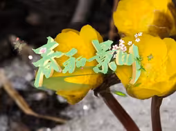 春和景明好风光，良辰美景共分享#最美中国  #走进春天里的中国