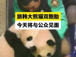 旅韩大熊猫双胞胎  今天将与公众见面