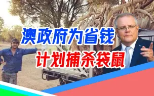 莫里森政府变身“屠夫”，超300只袋鼠影响修路，为了省钱要全杀光
