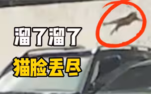 猫咪站同一辆汽车车顶，连续两次起跳失误 猫：都怪这奔驰太滑溜