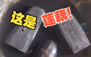 女子铁锅煮藕变成“蜂窝煤” 无奈都丢给鸡吃 也不知道鸡吃不吃