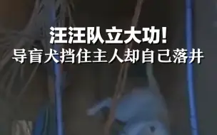汪汪队立大功！导盲犬用身体挡住主人自己却掉落窨井中