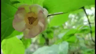浙江省生物名片夏蜡梅在清凉峰迎来花期