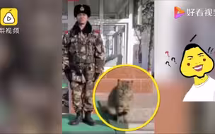 军喵！流浪猫陪武警站岗走红，一站好几个小时