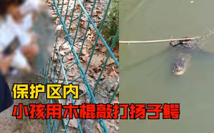 保护区内小孩用木棍敲打扬子鳄，游客：父母就在旁边，没有制止