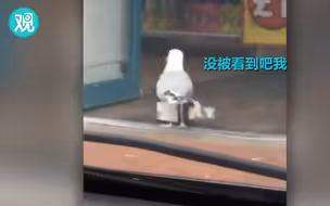 我从未见过如此厚颜无耻的海鸥！