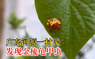 河源一村民发现金梳龟甲虫：全身呈金黄色，宛如纯活体黄金