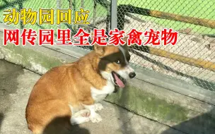 动物园回应网传园里全是家禽宠物：有人为博流量专拍这些
