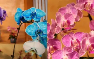 丰收节·粤字号｜千年花乡谈花事 又见蝴蝶入兰间