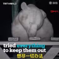 土耳其一位养蜂大叔，遇到了一群锲而不舍偷蜂蜜的熊。