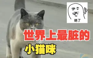 女子路遇蓝白色小猫 猫主人提醒过但没想到这么黑