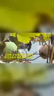 西湖赏残荷正当时 领略残缺与宁静的美