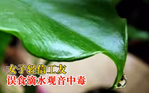 女子轻信工友误食滴水观音中毒，医生：易与芋头混淆，误食会中毒