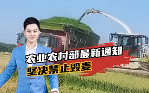 小麦还没成熟就被收割做了饲料？农业农村部发通知：坚决禁止毁麦