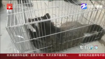 果子狸闯入居民家  被抓后放归大自然