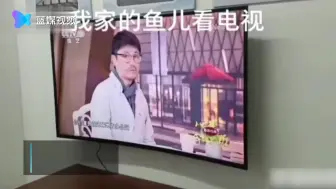 成精了！金鱼排成一排看电视