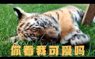 国宝级华南虎再添小脑斧，想rua！