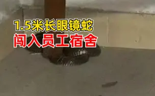 1.5米长眼镜蛇闯入员工宿舍：吓坏一群小伙，赶紧求助119