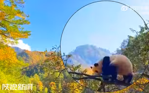 【打开美秋模式！#大熊猫版秋日向往的生活】秦岭，有山的沉稳也有水的灵动，这里既是大熊猫的天然庇护所也是国宝们的原生栖息地。