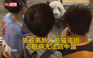 旅日高龄大熊猫或因心脏病无法回中国