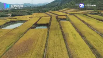 天赐“黄金糕”你见过吗？