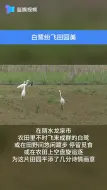 白鹭纷飞田园美