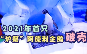 破壳啦！今年首只“沪籍”阿德利企鹅来啦~