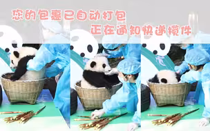 不用你们辛苦找麻袋把我装，我自己乖乖钻进筐