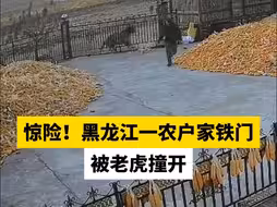 惊险！黑龙江一农户家铁门被老虎撞开