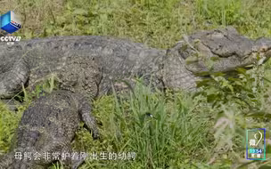 和“护鳄世家”的张晟一起了解、保护扬子鳄！